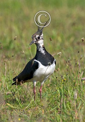 Lapwing DM1673